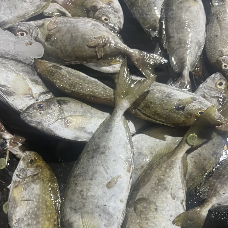 新鲜天然泥萌鱼。