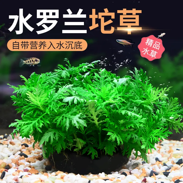 水罗兰坨草大坨水草植物鱼缸造景阴性增氧净水中后景新手淡水培草