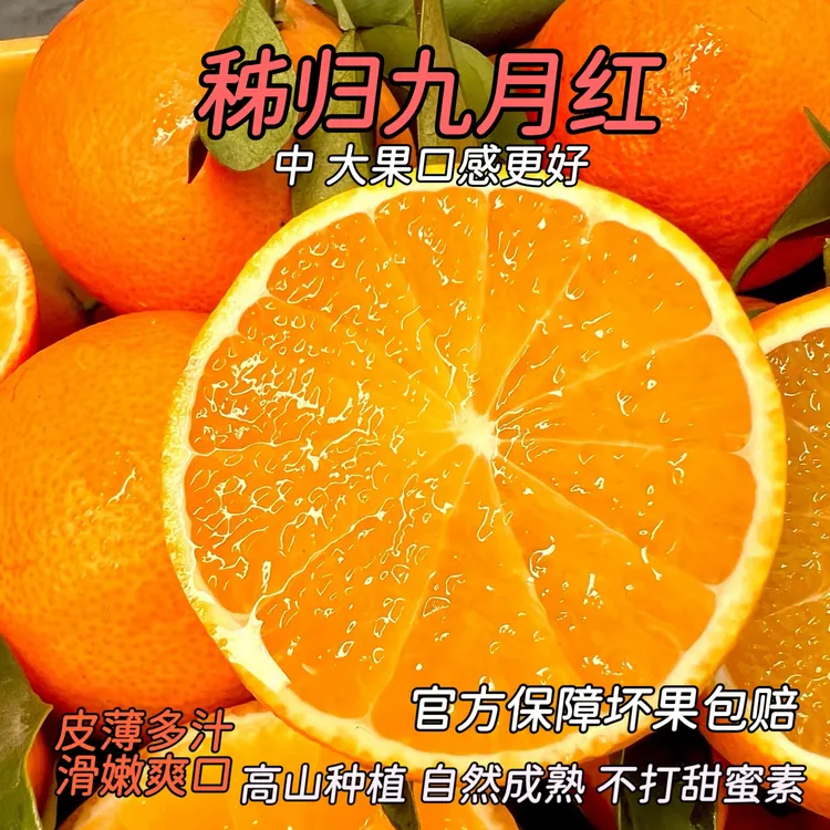 秭归脐橙九月红大果10斤湖北宜昌果冻橙产地直销九月红橙子