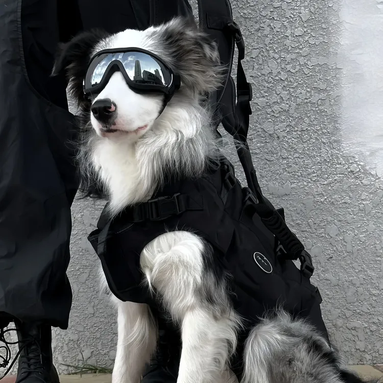 狗狗护目镜防风眼镜防紫外线宠物墨镜装饰镜德牧边牧金边牧护目镜