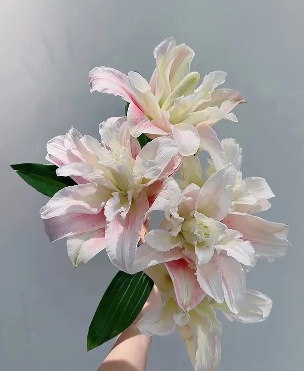 【重瓣粉霞3颗装百合球】基地直发云南昆明庭院阳台种植百合花种球
