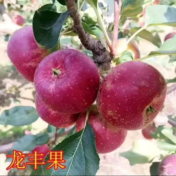 东北龙丰果大秋果应季水果脆甜多汁