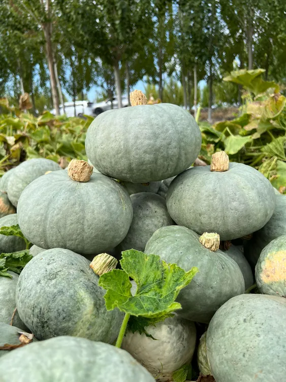 沙地精选银栗南瓜粉面香板栗味适合宝宝辅食贝贝