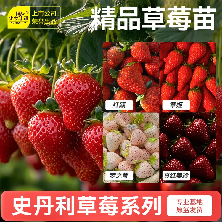 史丹利优选草莓苗盆栽穴盘苗四季结果红颜章姬黑珍珠美玲阳台种植