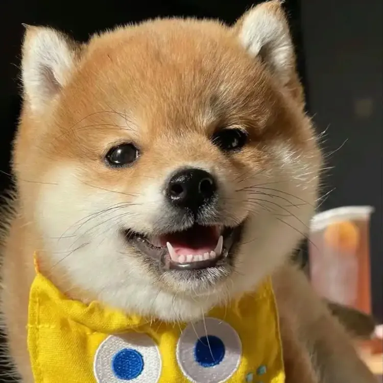 柴犬田园犬幼崽豆柴活体幼犬赤柴黑柴可爱小型犬宠物狗