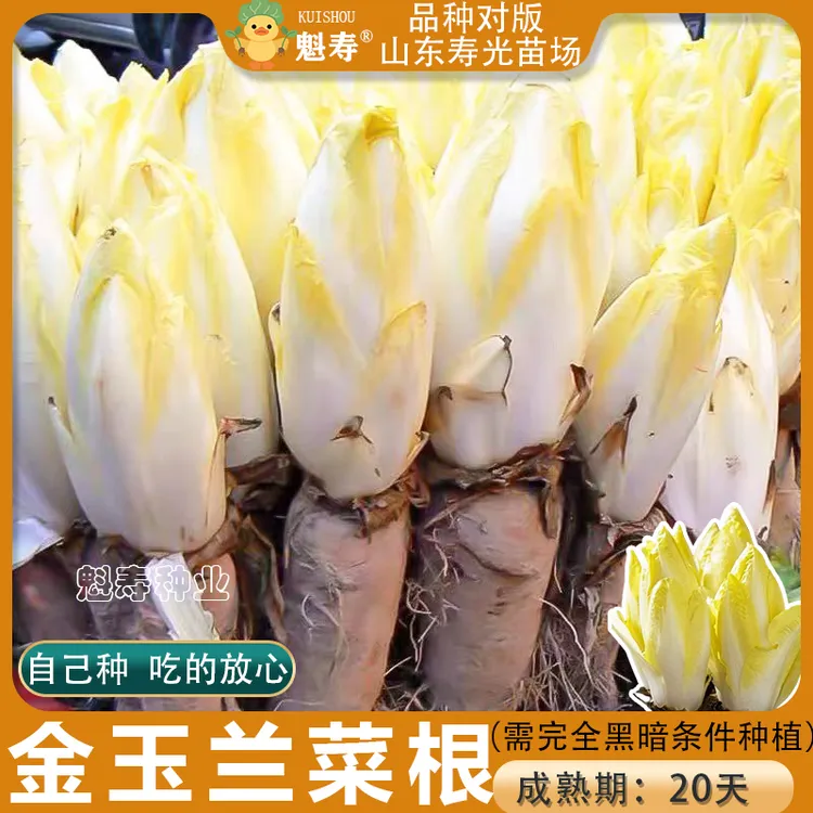 菊苣根苗金玉兰欧洲菊苣新鲜黄芽球活体幼苗庭院室内好养盆栽批发