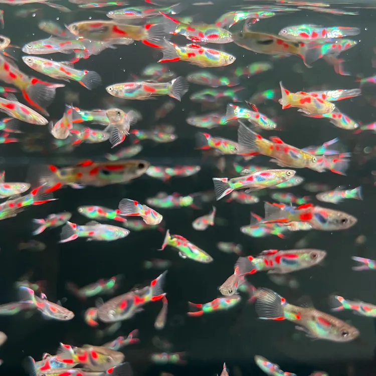 孔雀鱼安格拉斯双剑公母搭对3-4个月鱼龄2-2.5cm纯种公母搭对