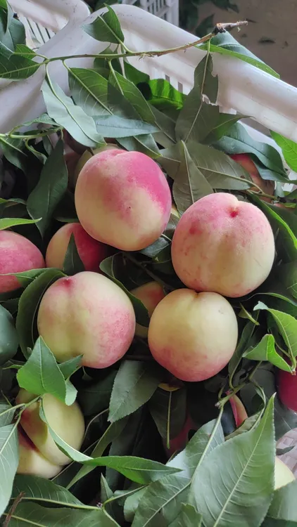 【产地直发】新鲜现摘皮球桃脆甜多汁易脱核