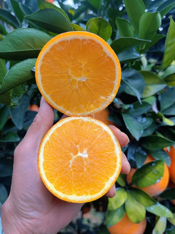 正宗赣南脐橙新鲜水果自家果园橙子9.1斤18.2斤装