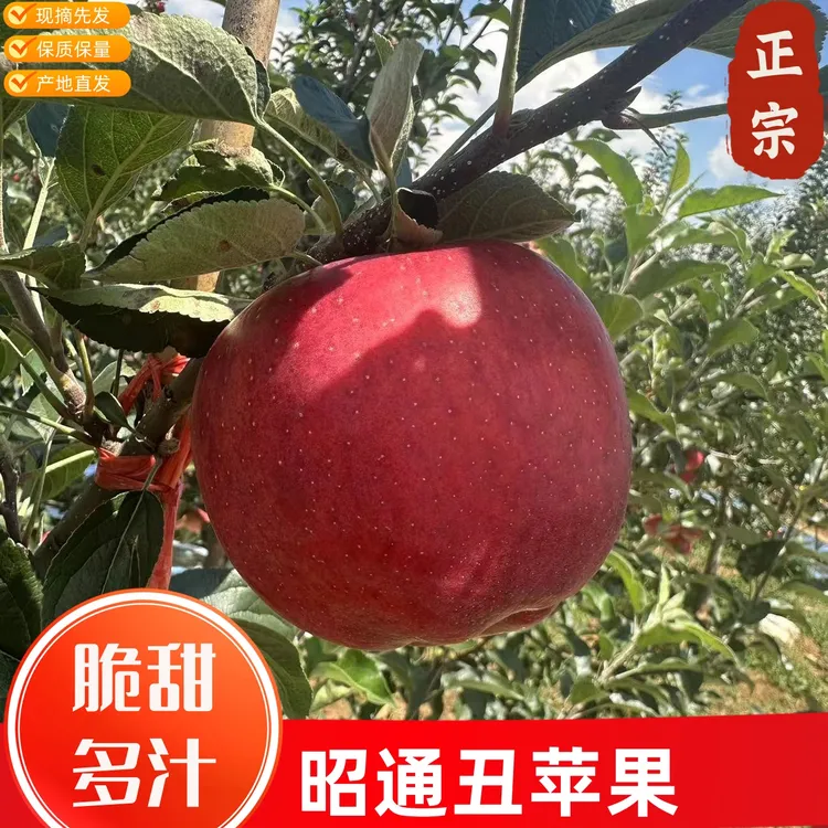 正宗云南昭通应季新鲜水果红露冰糖心丑苹果原产地现摘现发