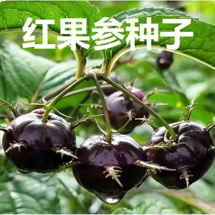 【L】【红果参种子】家庭阳台小院盆栽地栽四季种植商品图