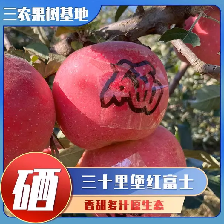 【九园】三十里堡农场 硒富士苹果 现摘现发 皮薄九甜一酸