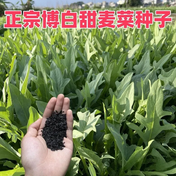 【甜麦菜种子】甜脆花芽甜麦菜种子种植简单脆嫩好吃商品图