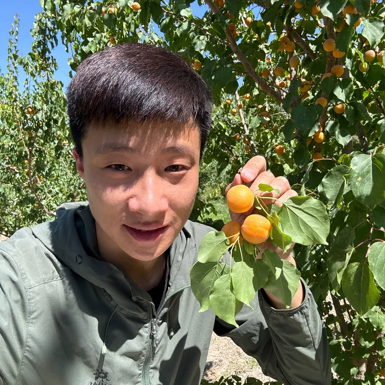 新疆阿克苏小红杏3斤净（顺丰空运）