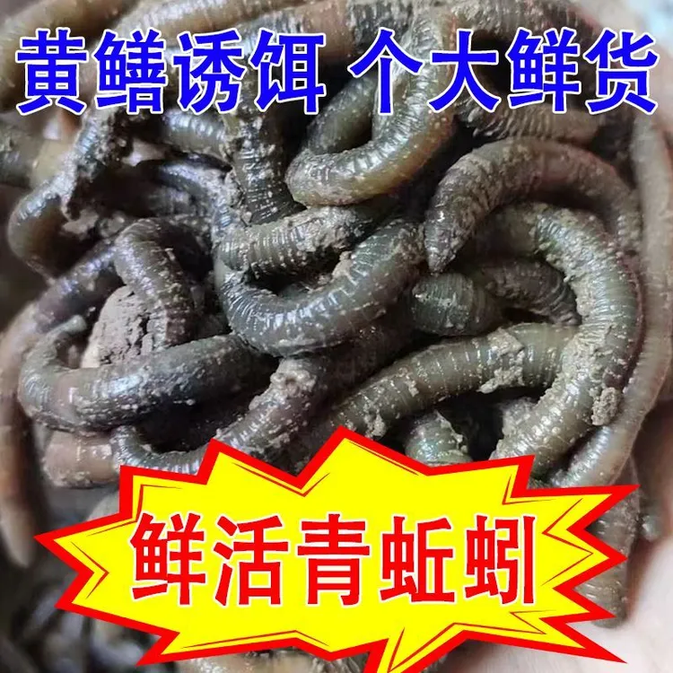 青蚯蚓活饵鲜活垂钓鱼饵料活体野生黄鳝户外现货特大特臭