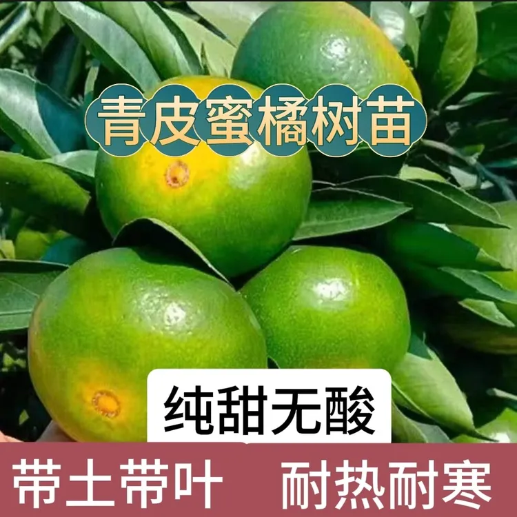 （带土带叶）早熟无核青皮蜜桔带土嫁接树苗全国庭院种植绿