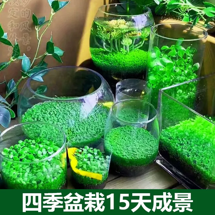 鱼缸水草种子生态玻璃瓶造景套餐植物种籽孑水培阴性真草盆栽装饰