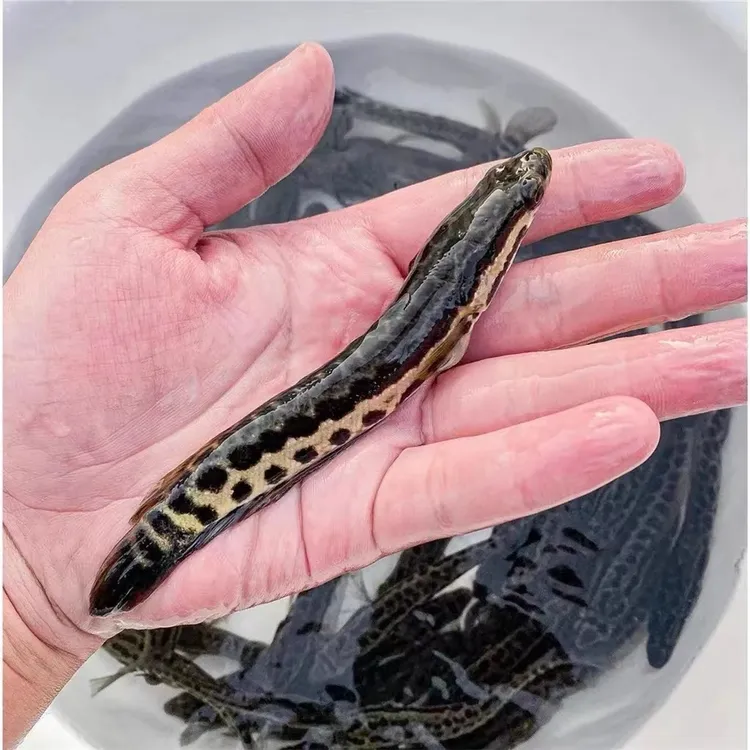 黑鱼饲料斑鱼生鱼财鱼乌鱼活体淡水宠物养殖