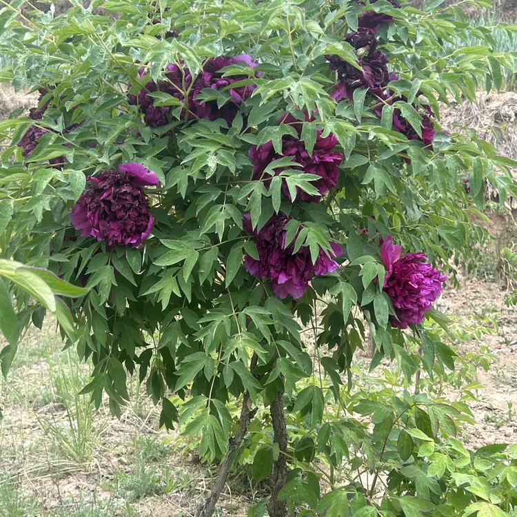 带土球正宗观赏重瓣牡丹花盆栽地栽花卉绿植
