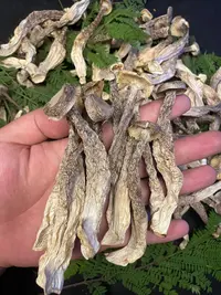 【甘肃老乡代卖】高海拔鹿茸菇自然生长 无任何添加半斤装 