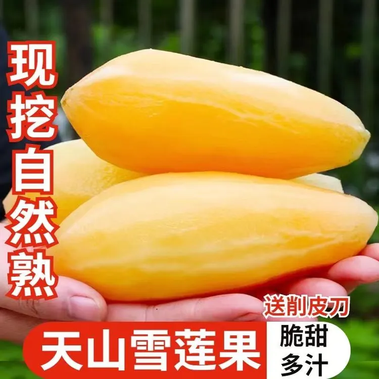 云南天山雪莲果应季整箱新鲜水果现挖黄心清甜脆爽多汁