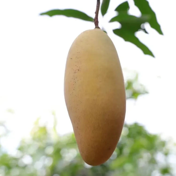 云南景东晚熟芒果软糯香甜产应季水果地直发