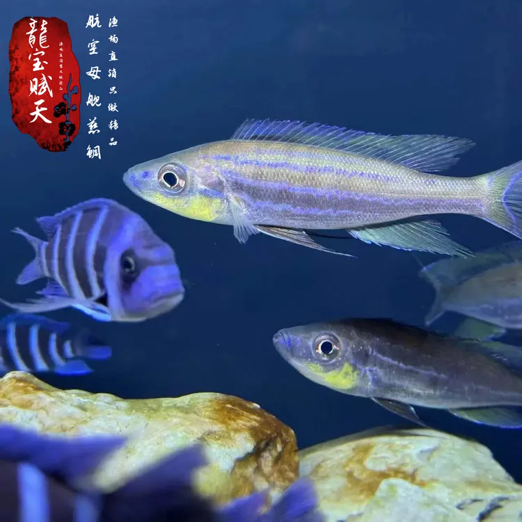 三湖航空母舰慈鲷鱼 坦噶尼喀原产进口航母慈鲷 热带淡水观赏鱼