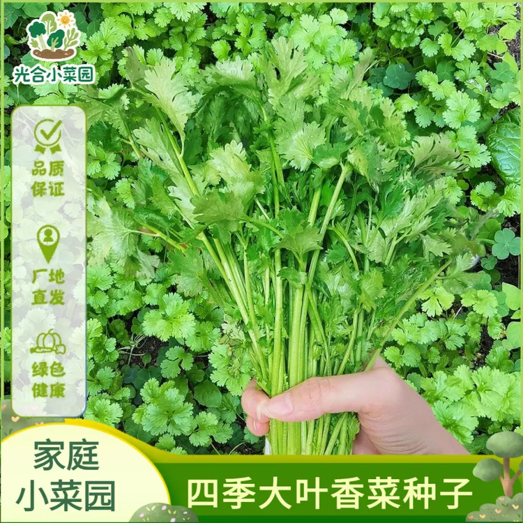 四季大叶香菜种子阳台室内花卉盆栽芫荽菜种大全蔬菜种子秋冬蔬菜