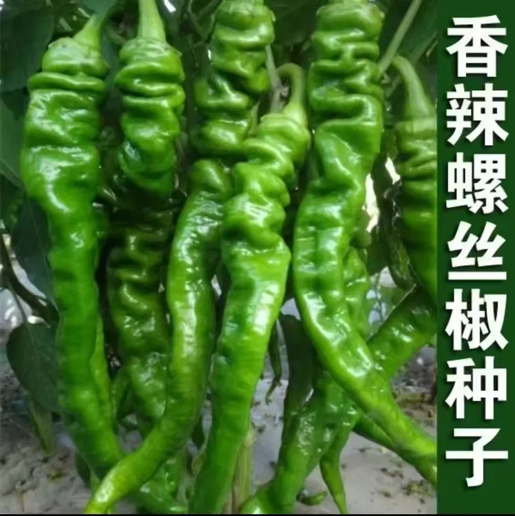 【螺丝椒种子】家庭阳台小院四季种植盆栽地栽易种易活
