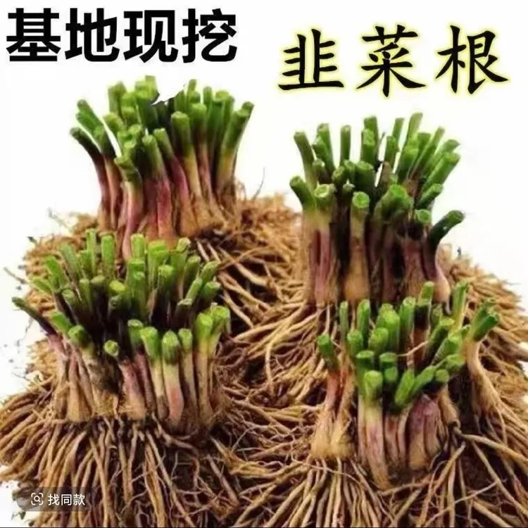 唐荷农堂【自有农场 现挖现发】蔬菜秧苗 紫红韭菜根