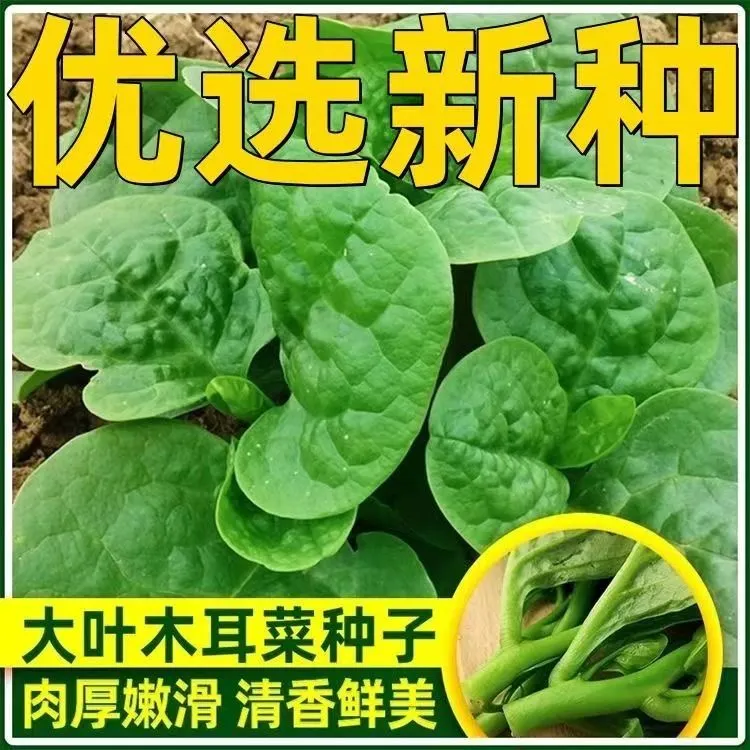 大叶木耳菜种子高钙肉厚夏天耐高温四季室外阳台盆栽农田蔬菜种籽