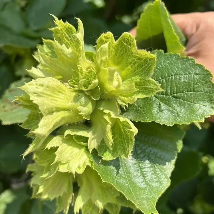 东北绿皮榛子25年东北新鲜绿皮大榛子带绿皮发货水瓤榛子东北特产