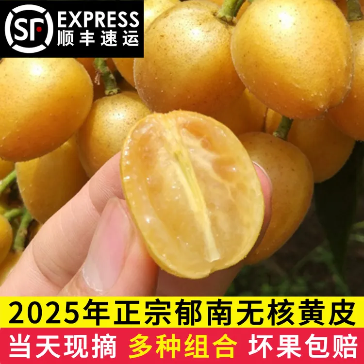 2025年新鲜郁南无核黄皮鸡心黄皮果现摘整箱当季新鲜冰糖孕妇水果