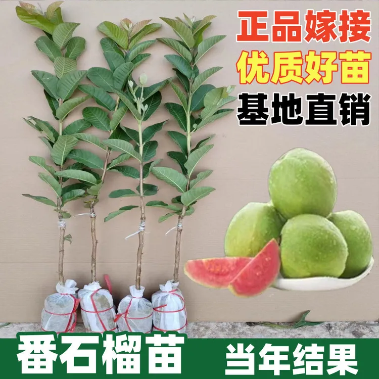 （带土带叶）正宗红宝石番石榴台湾番石榴红心珍珠芭乐嫁接带土带叶