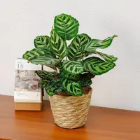 孔雀竹芋+草篮子+椰丝+接水盘
