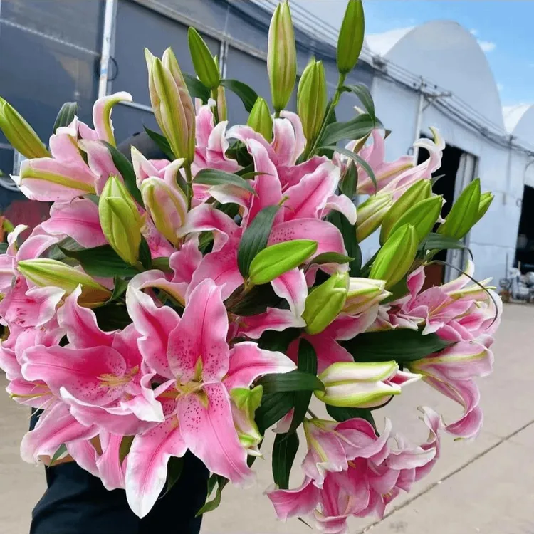 香水百合四季赏花重瓣大花朵花型阳台庭院低温春夏秋冬种植发芽商品图