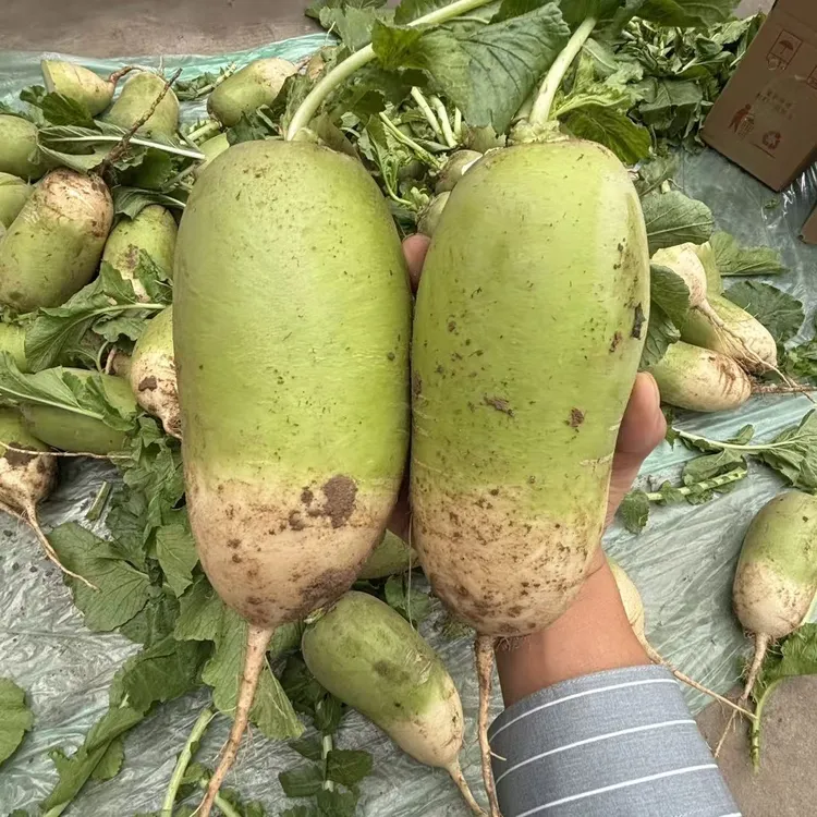 河南青萝卜新鲜萝卜辣萝卜白萝卜小萝卜头非水果萝卜应季蔬菜萝卜