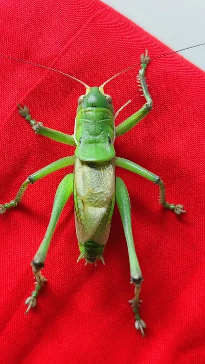 天津老版翡翠绿蝈蝈（微瑕）