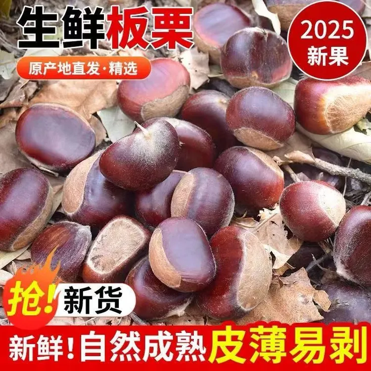 贵州当季新鲜栗子现摘深山老树毛栗子新鲜现摘美味零食坚果生板栗