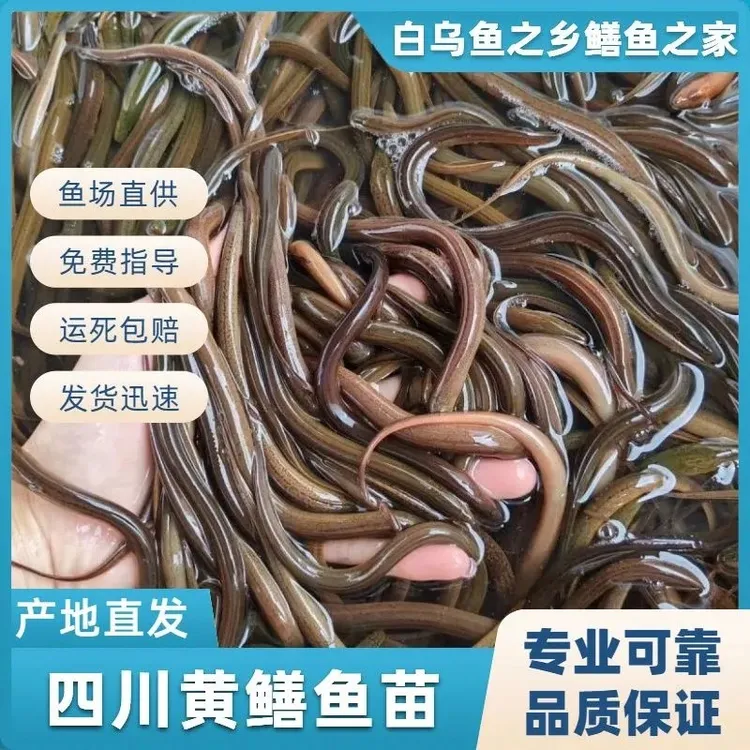 黄鳝苗四川稻田鳝鱼土鳝鱼黄鳝苗批发渔场直发