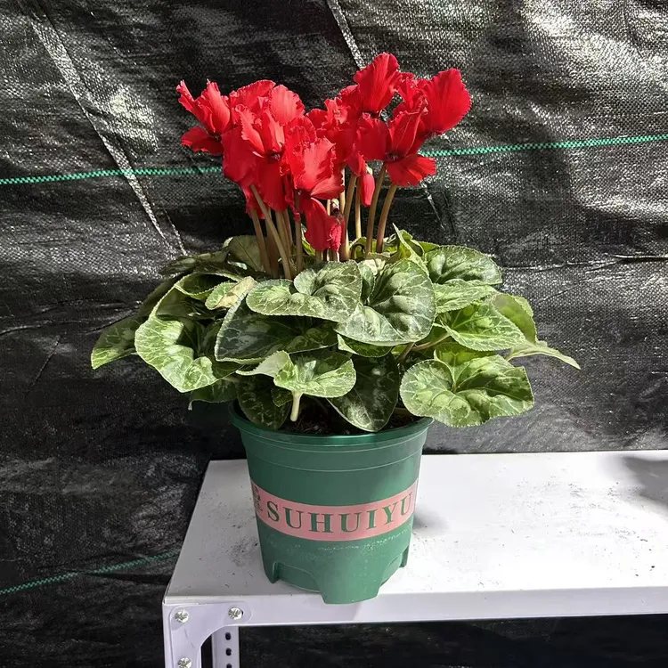 裙边中国红带花苞仙客来盆栽（换盆不售后）不拍保温冻坏不赔