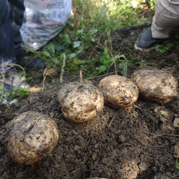 贵州高山林下仿野生种植鲜天麻三年出土正宗天麻素含量高带泥发货