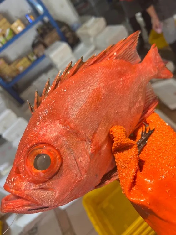 海钓大眼鸡1-3斤 可刺身 顺丰冰鲜发货