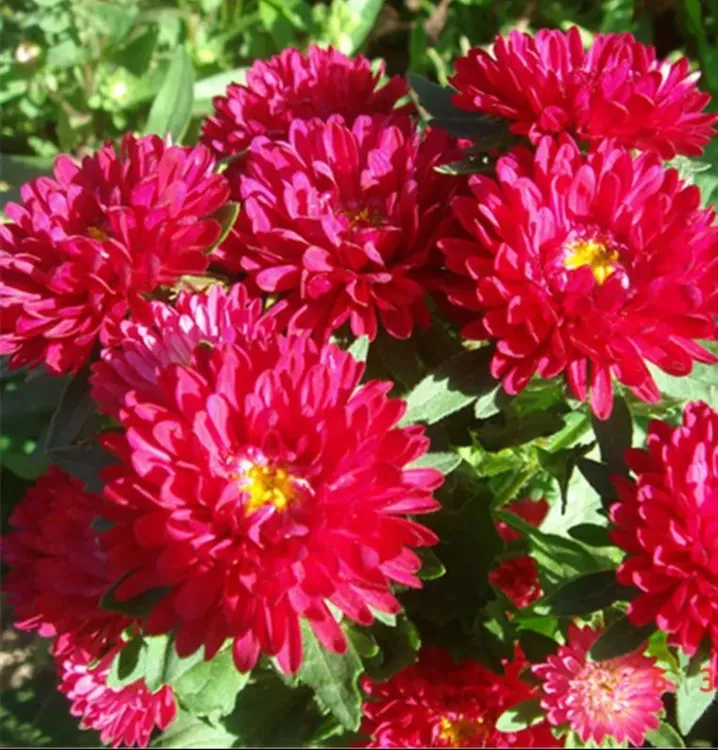 【 矮杆翠菊种子】家庭阳台小院四季播种花海打造