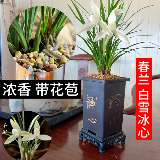 春兰白雪冰心浓香兰花花期带花苞花卉绿植室内办公室盆栽阿里山素商品图