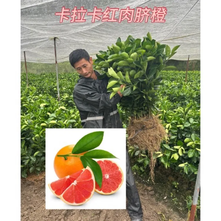 正宗紅肉脐橙嫁接苗（一年裸根苗）