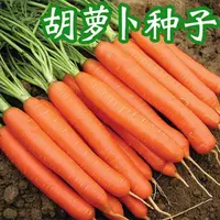 【全店满5元包邮】胡萝卜种子红九甜脆水果胡罗卜种子当季蔬菜易种