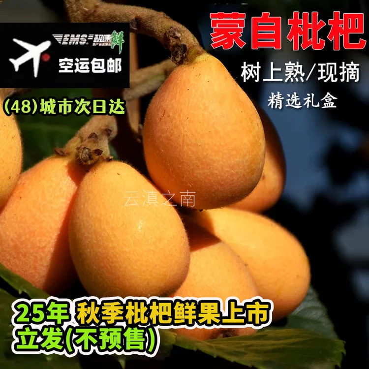 【空运现货】25年云南蒙自枇杷当季鲜果长虹琵琶果水果新鲜孕妇小孩