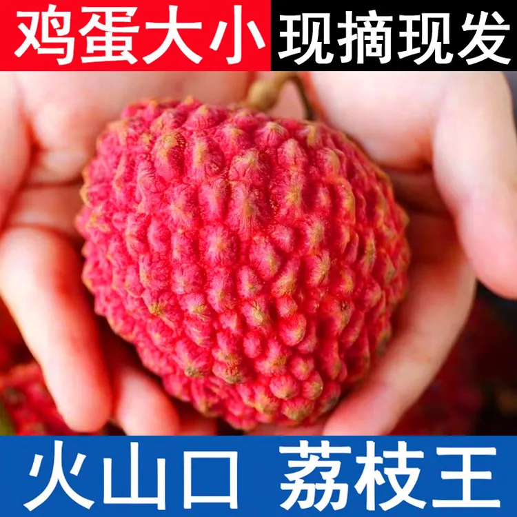【现摘现发】海南荔枝王巨无霸火山岩口超大特大当季新鲜水果空运