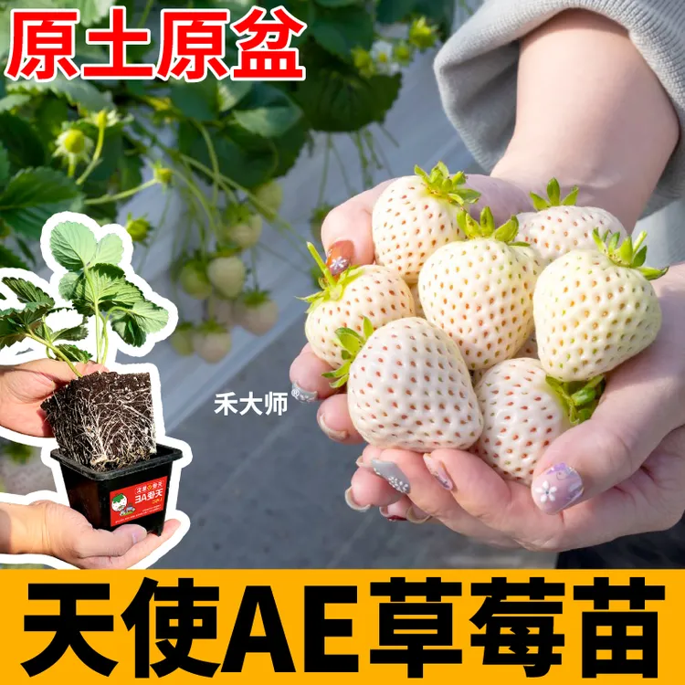 大果天使ae草莓苗盆栽奶油红颜真红美玲白黑红果草莓原土原盆四季